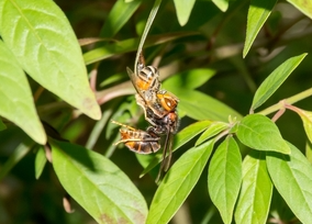 Asian hornet doesn't just eat bees!